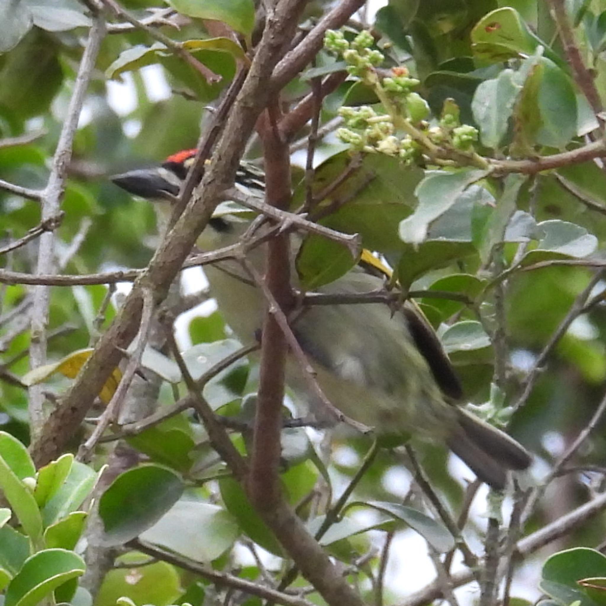 Southern Red-fronted Tinkerbird (Pogoniulus pusillus), photo 5