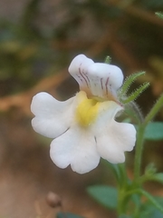 Chaenorhinum