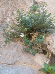 Chaenorhinum
