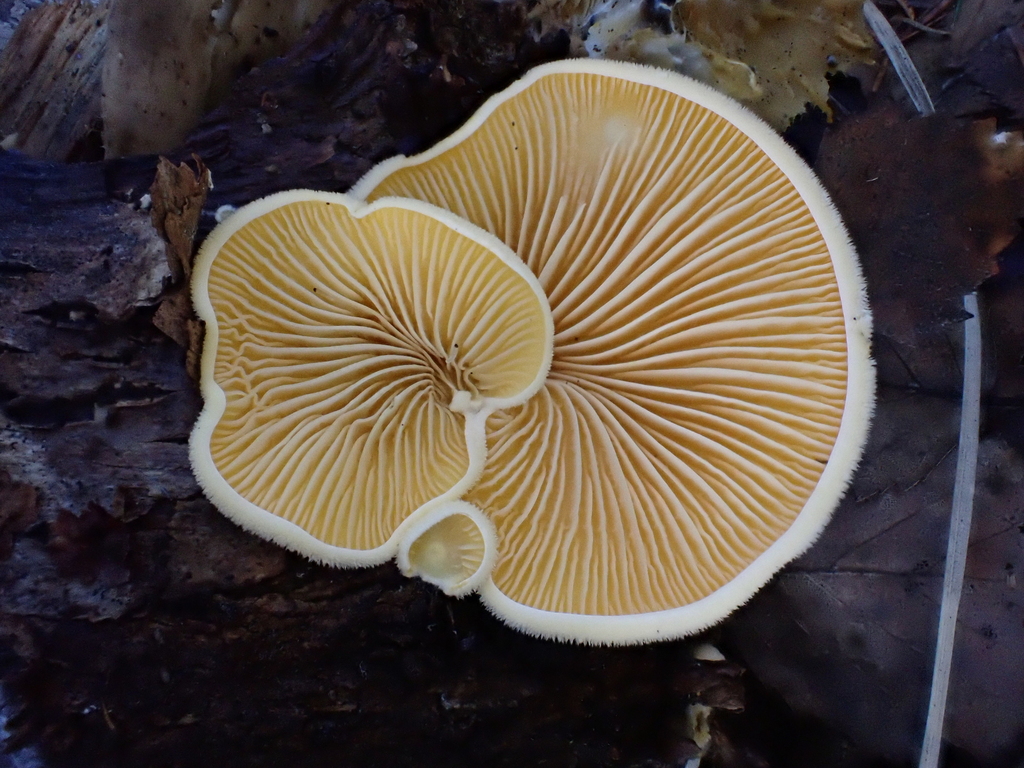 Phyllotopsis nidulans · December 2025 · photo: © anita712 (iNaturalist, cc0)