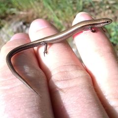 Ablepharus kitaibelii