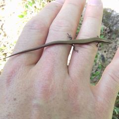 Ablepharus kitaibelii