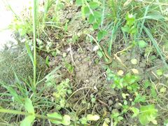 Ablepharus kitaibelii