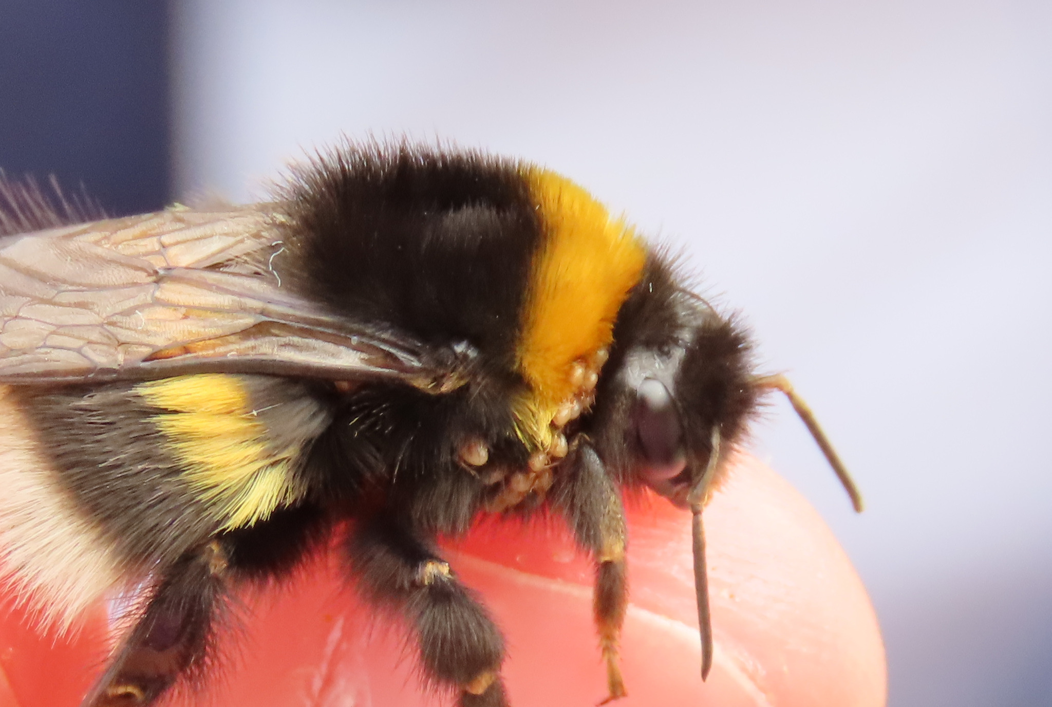 Parasitellus fucorum (De Geer, 1778)