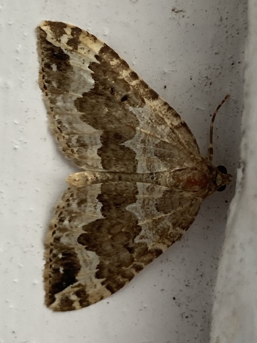 Photo of Water Carpet Moth (Lampropteryx suffumata)