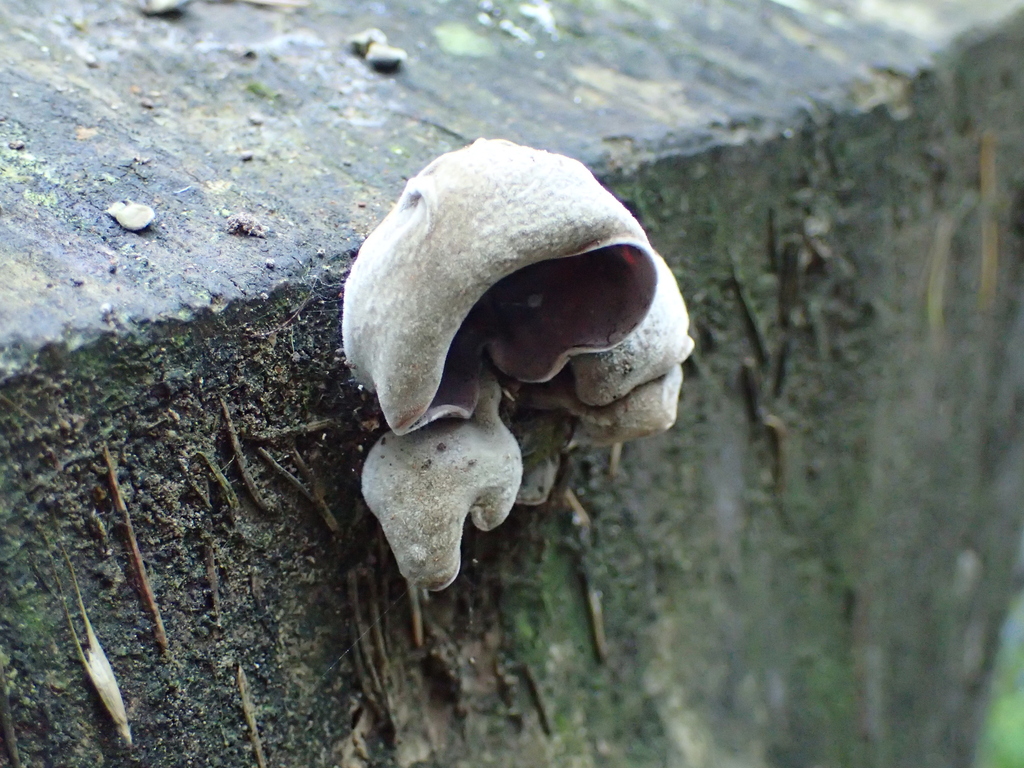 Auricularia cornea · March 2026 · photo: © fuligogirl (iNaturalist, cc-by)