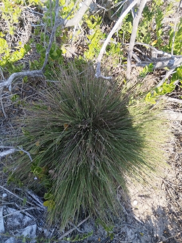 Side Clubrush (Ficinia lateralis)