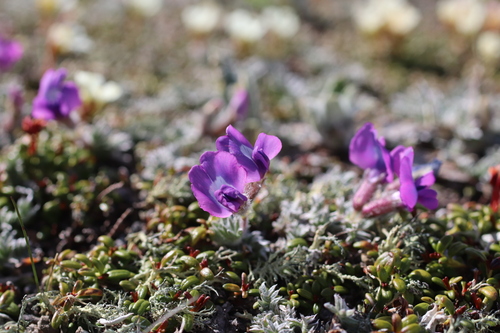 Oxytropis japonica iNat (1)