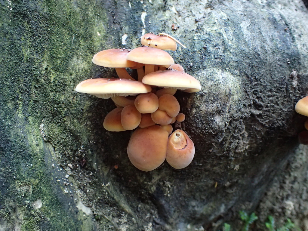 Flammulina velutipes · March 2026 · photo: © fuligogirl (iNaturalist, cc-by)