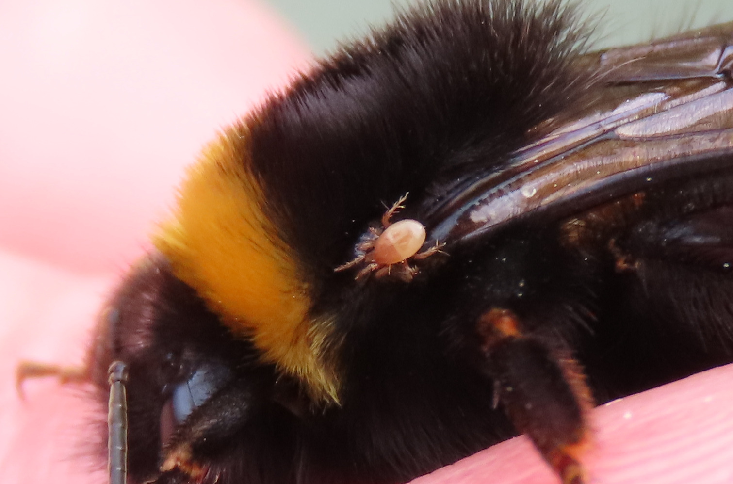 Parasitellus fucorum (De Geer, 1778)