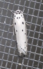 Ethmia heptasema