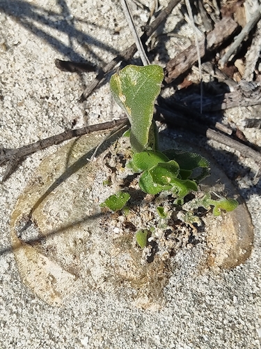 Porcupine Potato (Kedrostis nana)