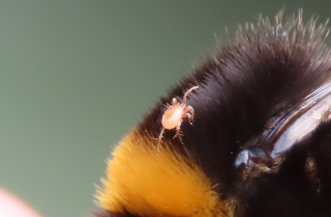 Parasitellus fucorum (De Geer, 1778)