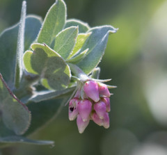 Arctostaphylos auriculata