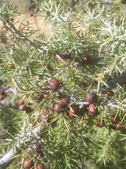 Juniperus oxycedrus oxycedrus