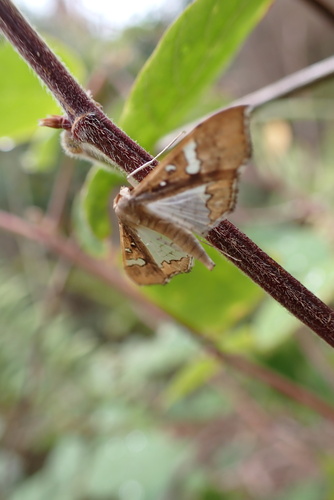 Mung Bean Moth photo 5