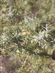 Juniperus oxycedrus oxycedrus