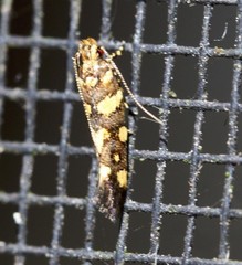 Macrobathra myriophthalma