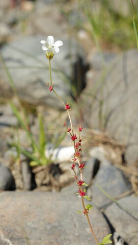 Nodding Saxifrage (Saxifraga cernua)