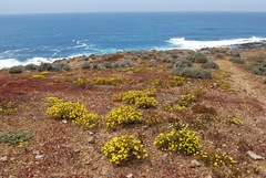 Deinandra streetsii