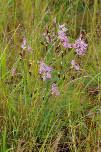 Fringed Pink (Dianthus superbus)