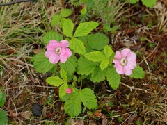 Rubus arcticus: Herkunft und Verwendung — Foto 3