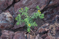 Deinandra streetsii