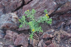 Deinandra streetsii