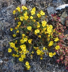 Deinandra streetsii