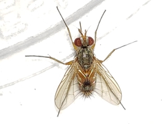 Crocinosoma cornuale