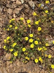 Deinandra streetsii
