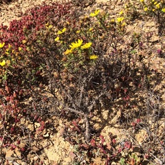 Deinandra streetsii