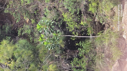Myodocarpus involucratus observed 2026-03-12