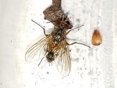 Crocinosoma cornuale