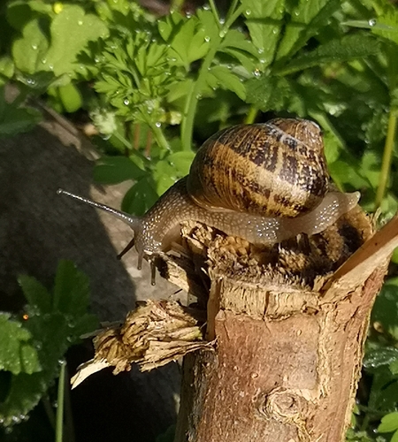 Cornu aspersum