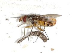 Crocinosoma cornuale