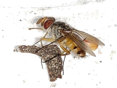 Crocinosoma cornuale