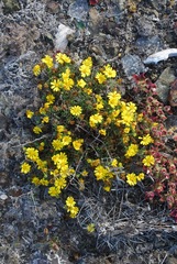 Deinandra streetsii