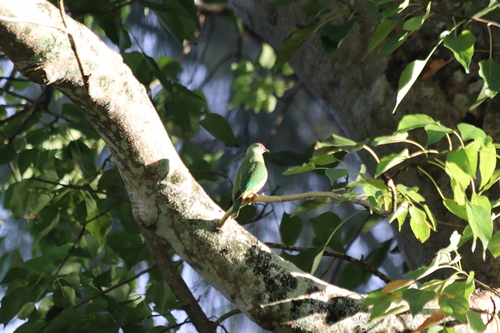 Ptilinopus greyi observed 2025-05-18