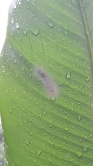 Lepidoptera