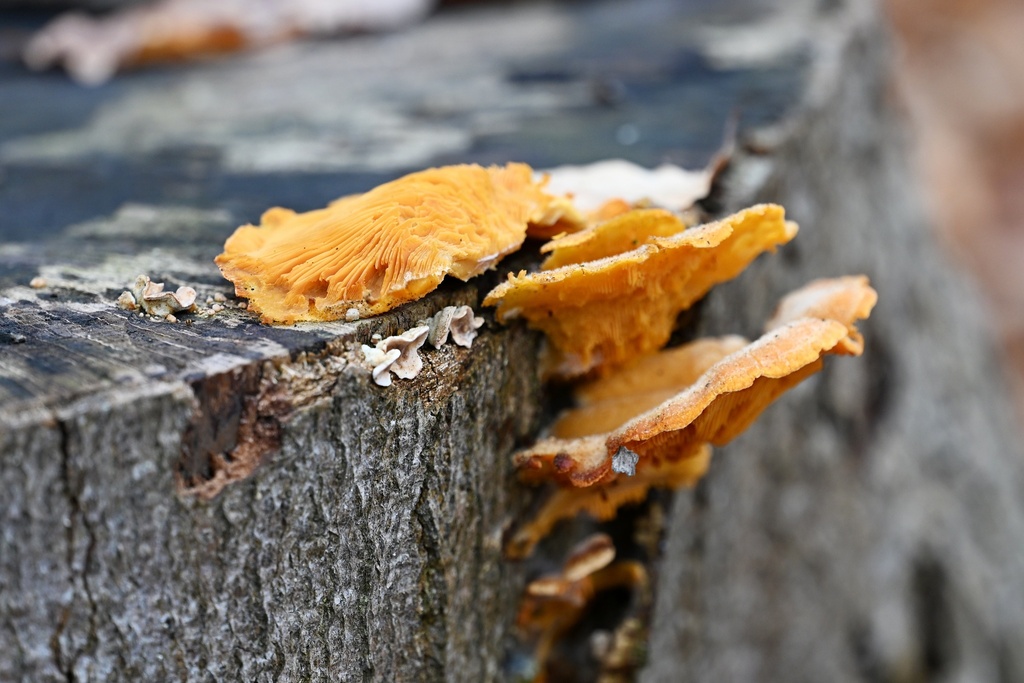 Phyllotopsis nidulans · March 2026 · photo: © petr286 (iNaturalist, cc-by)