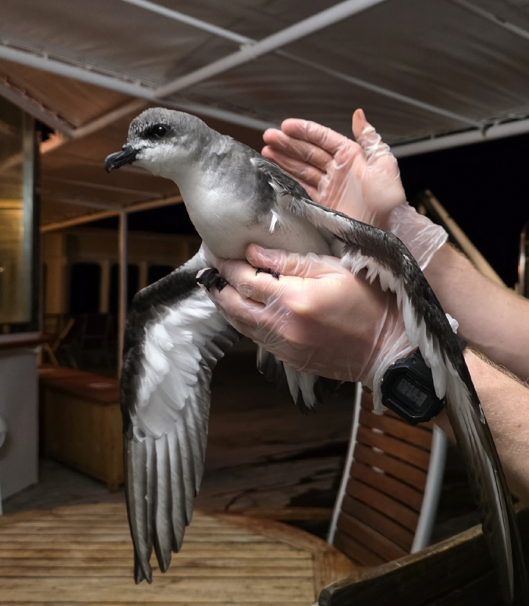 Black-winged Petrel (Pterodroma nigripennis), photo 1