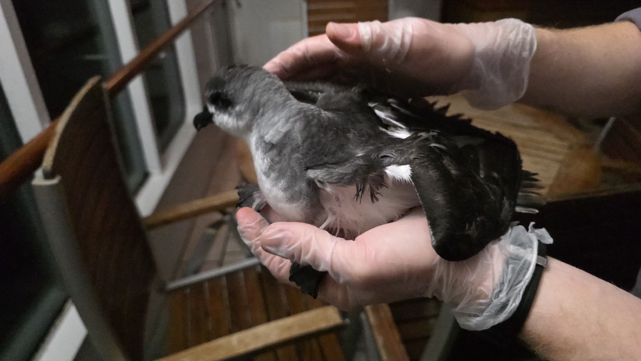 Black-winged Petrel (Pterodroma nigripennis), photo 2