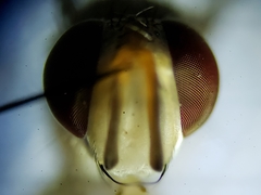 Crocinosoma cornuale