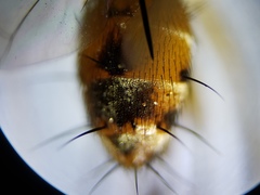 Crocinosoma cornuale