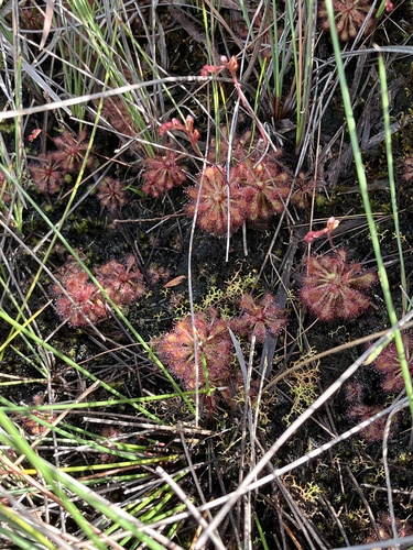 Drosera ultramafica Schlauer & A.Wistuba 2