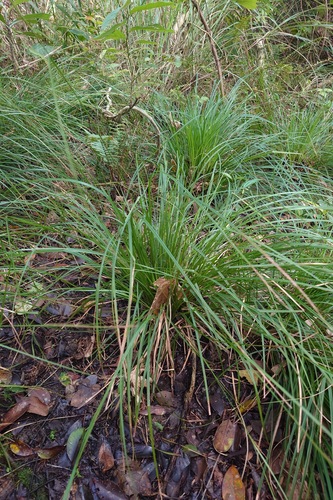 greater brown sedge (Carex brunnea)