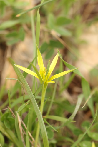 Stolonous Gold-crocus (Gagea commutata)