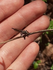 Neoitamus flavofemoratus