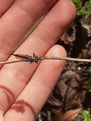 Neoitamus flavofemoratus